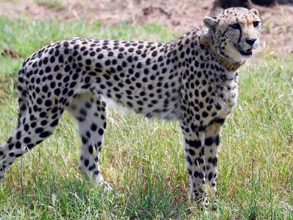 Kuno National Park’s Cheetah Veera Found After 25-Day Adventure; Safely Returned To Park